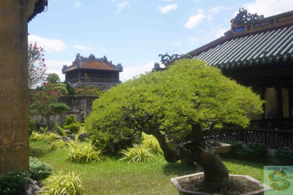 bonsai ciudad imperial hue hue
