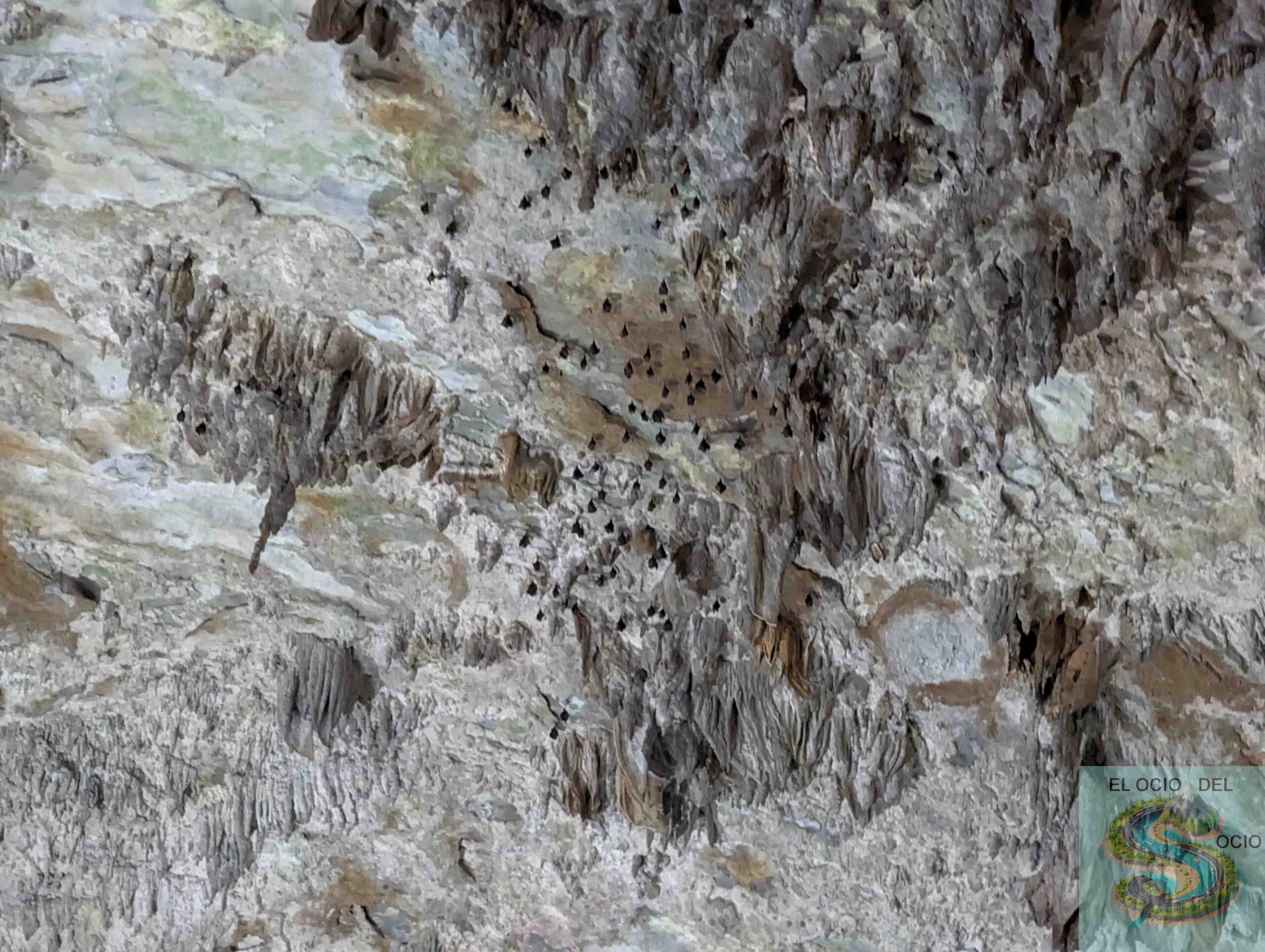 murcielagos en cueva phong nha