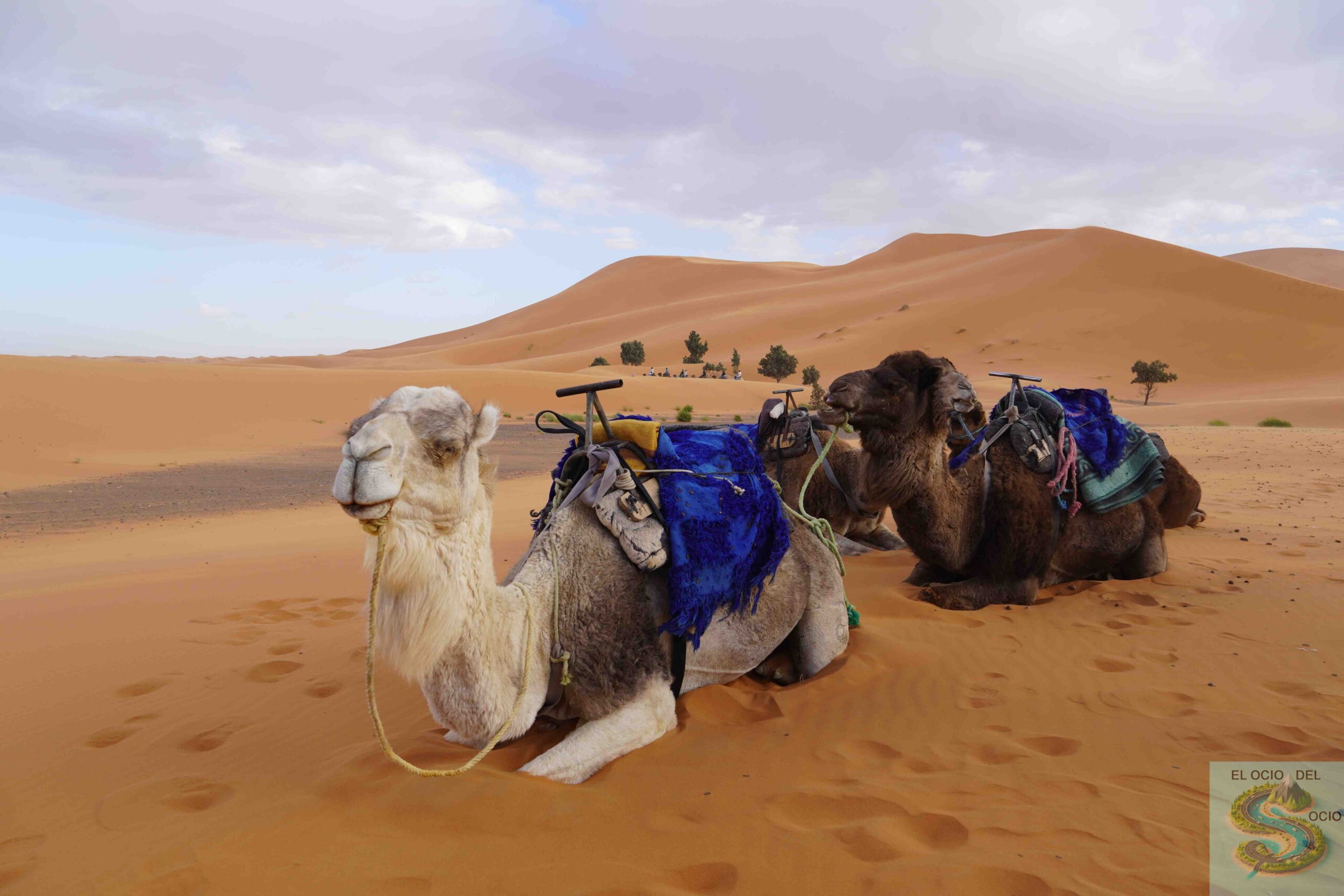camellos en dunas merzouga